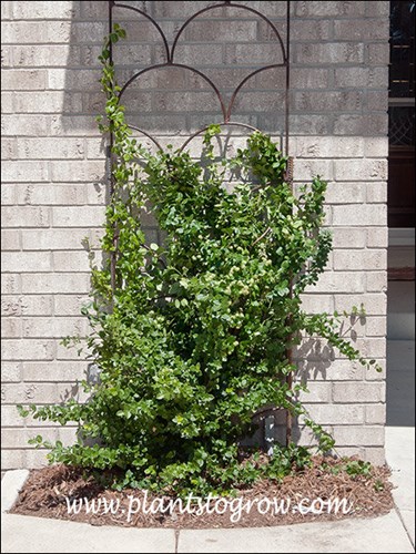 I trained this on a trellis.  The plant is about 4 years old